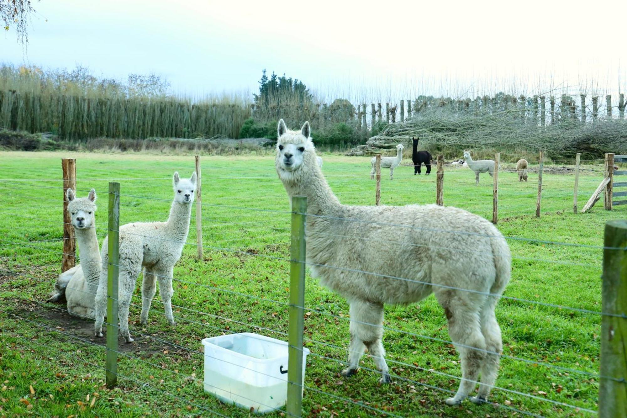 Miranda Farm Close To Airport！ Kaiapoi Zewnętrze zdjęcie